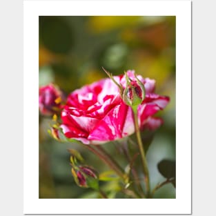 Variegated Rose And Buds Posters and Art